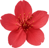 Redsakuraflower sticker