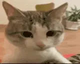 bruh emote