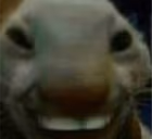 xp emote