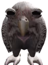 Cute_Wet_Owl emote