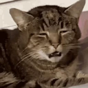 What emote