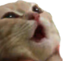 catGasm emote