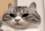 KomaruYawn emote