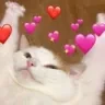 catcute emote
