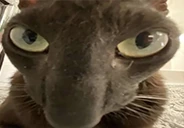 chlen emote