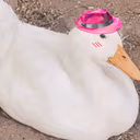 fedora_duck emote