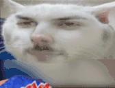 XyliVeryCatPog emote