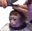 MonkeyHaircut emoji