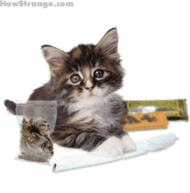 gato emote