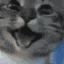 happycat emote