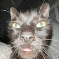Cat_wej emote