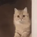 catLeave emote