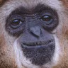 Monker emote