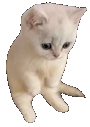 CatSit emote