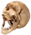 AAA_SKULL emote