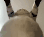 This animated emote