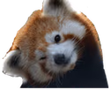 redpanda_tilt emote