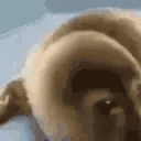 HeWasForcedToEatCement emote