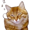 gatozzz emote