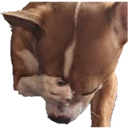 dogfacepalm emote
