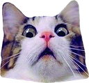 Scared_Cat emote