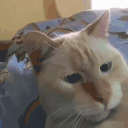 tivo