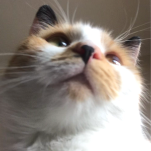 gumbowallace avatar