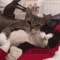catCuddling2 emote