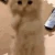 cute2 emote