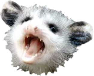 possum_ree emote