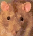 ratSTARE emote