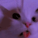 sillyRave emote