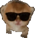 kittenJAM emote