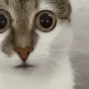 suh emote