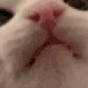 yappin emote