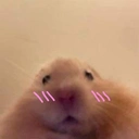 hamsterShy static emote