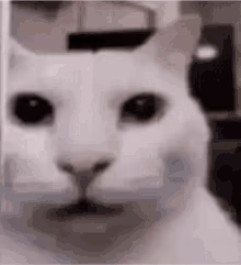 cat2 emote