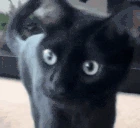 disagree emote