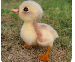 ducky emote