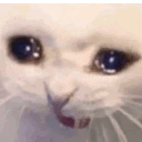 catcry emote