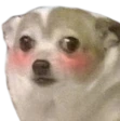 NekoKawaii emote