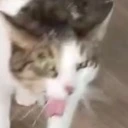 cat_gag emote