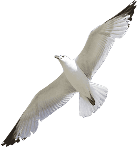 taylor_seagul static emote