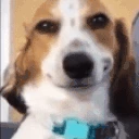 SureBuddy emoji