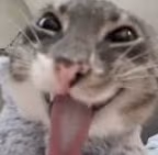 DerbyCar emote