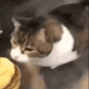 Chez_burger emote