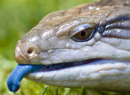 BlueTongueSkink emote