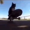catskate emote