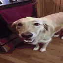 ButterDogLookingSussyAndCute emoji