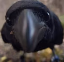 crowStare emote